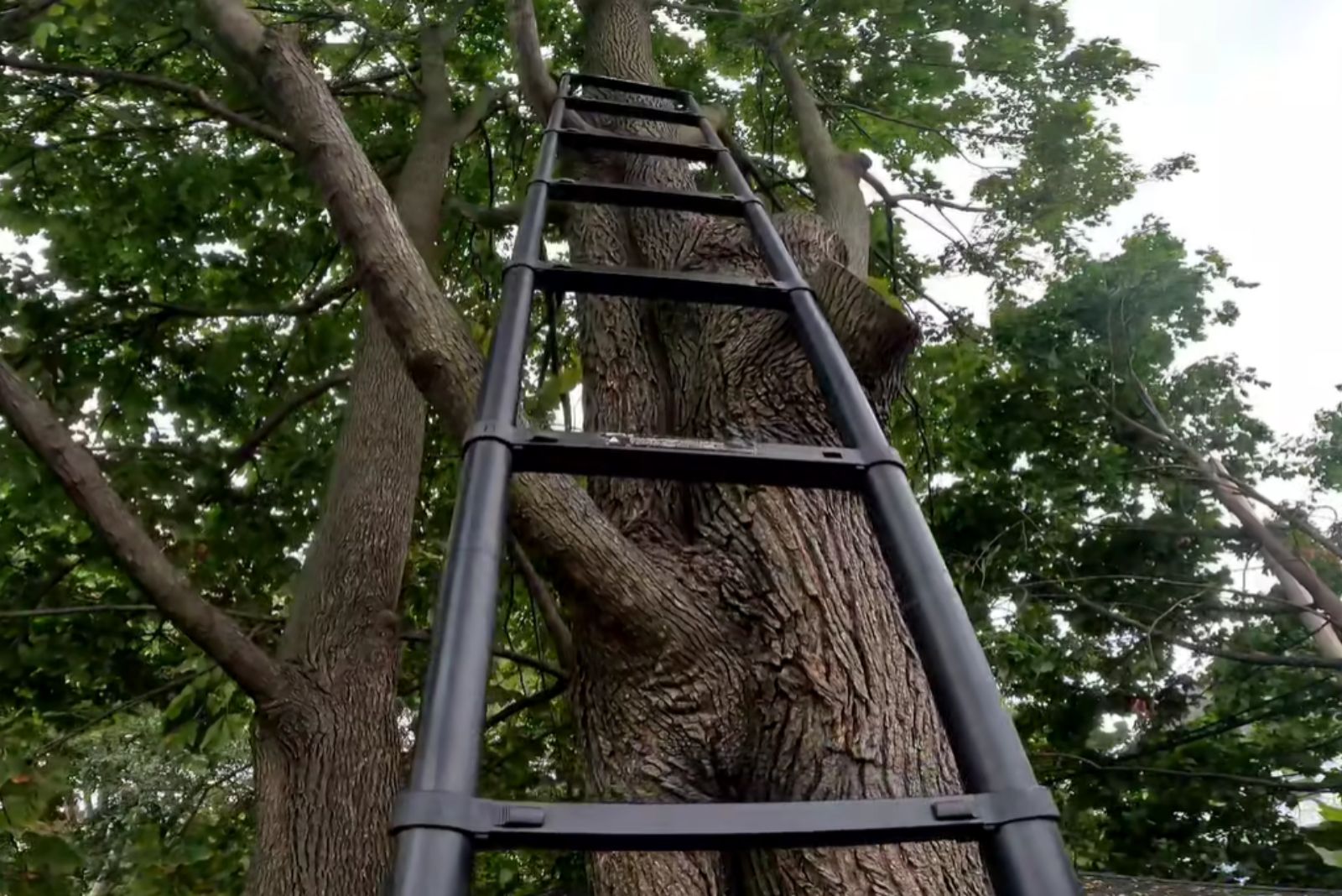 ladder on a tree