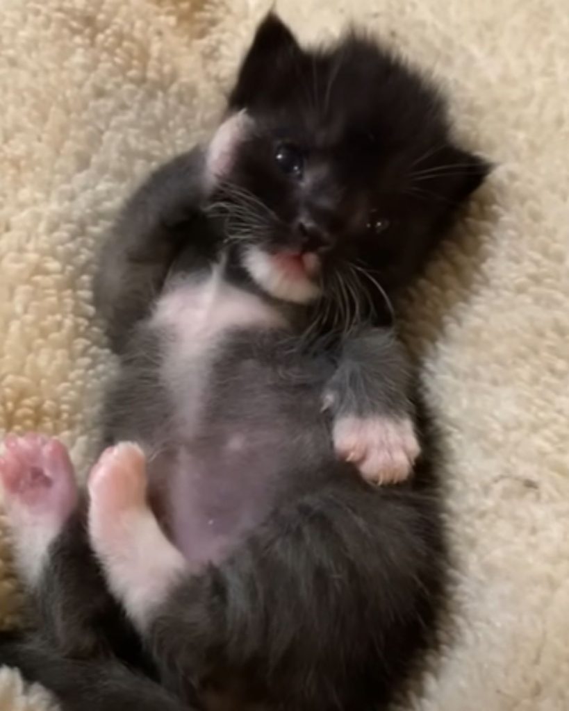 little kitten lies and poses