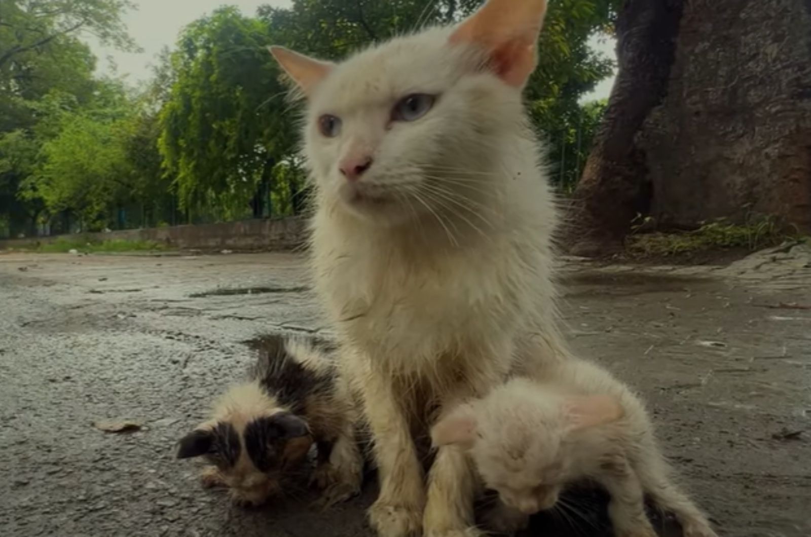 mama cat sitting with kittens outdoor