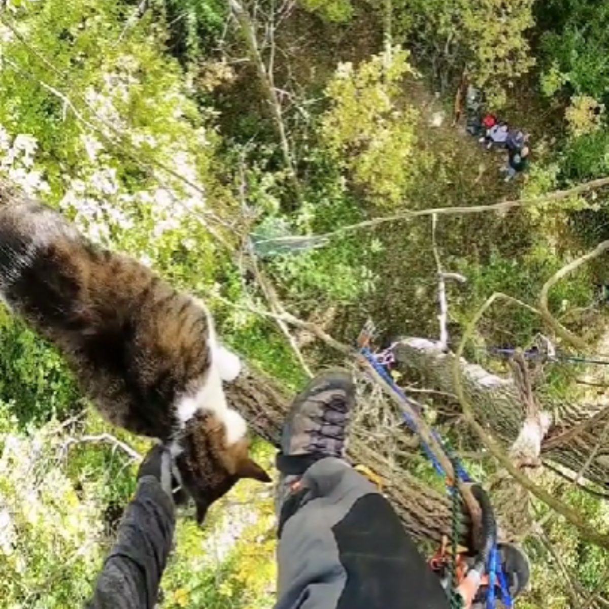 man helping a cat