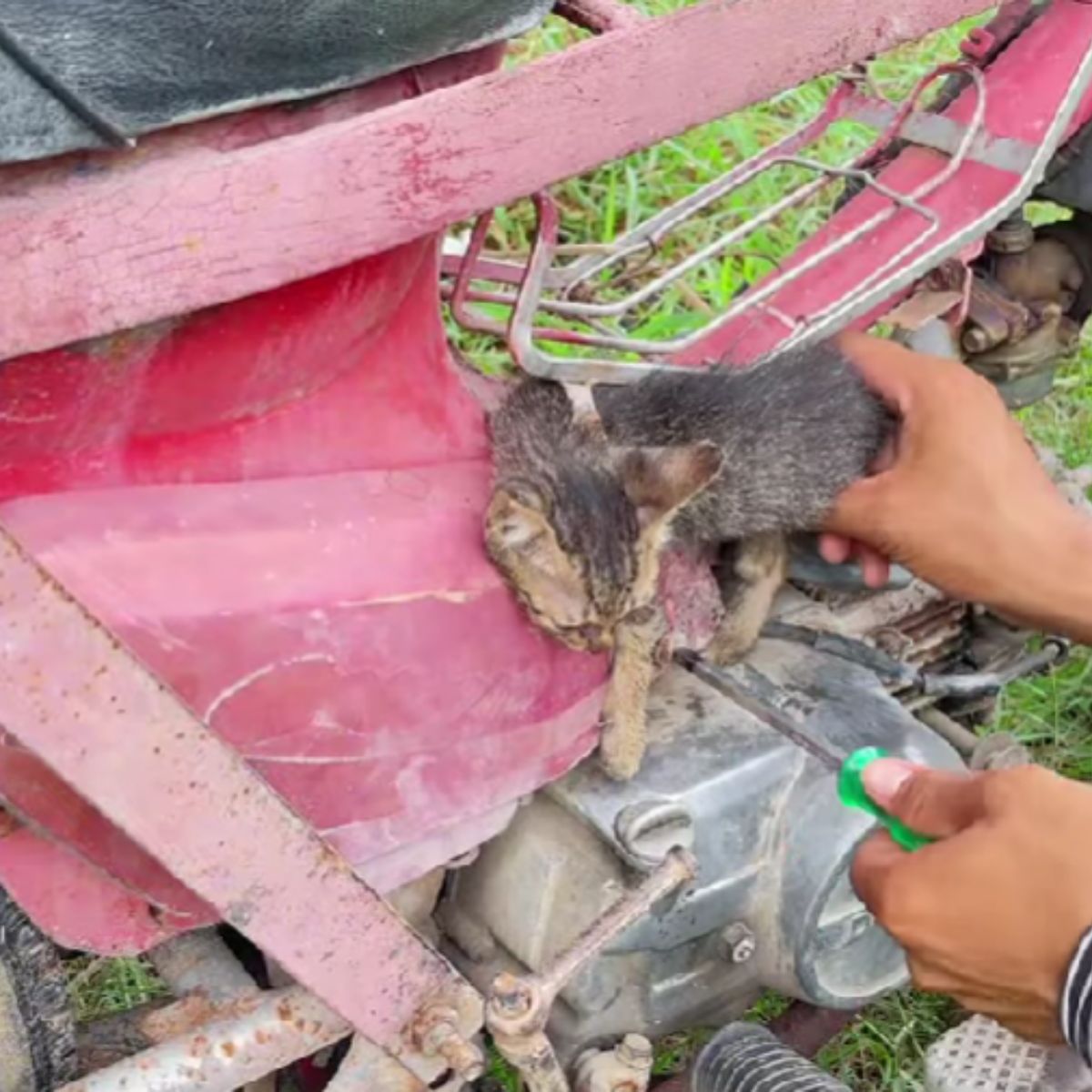 man helping a kitten