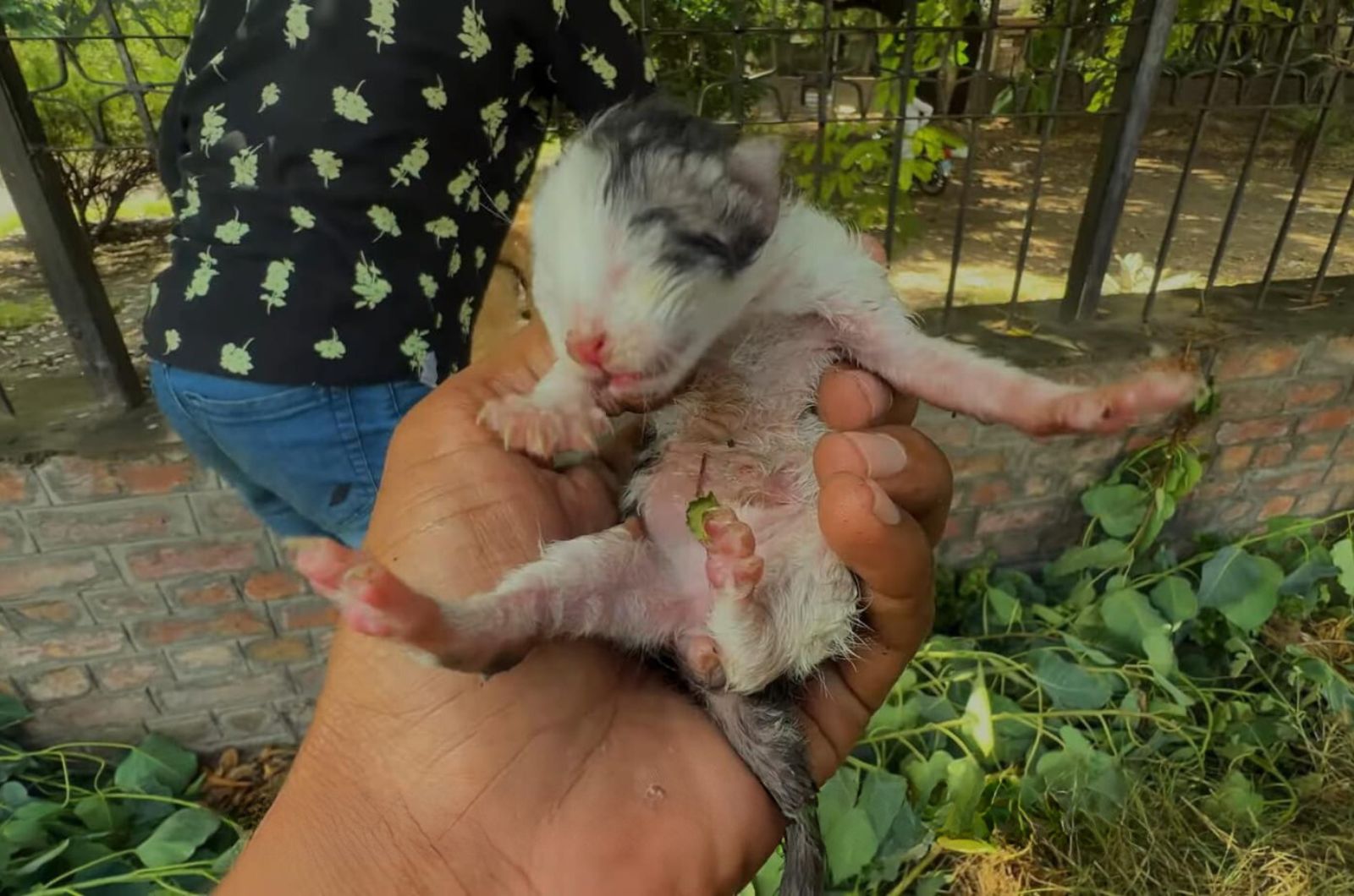 man holding a newborn kitten