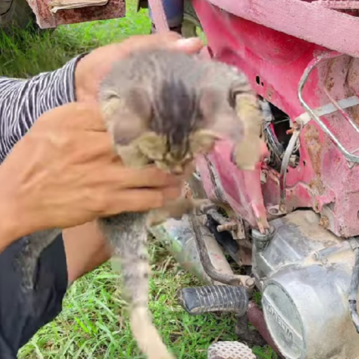 man holding a saved kitten