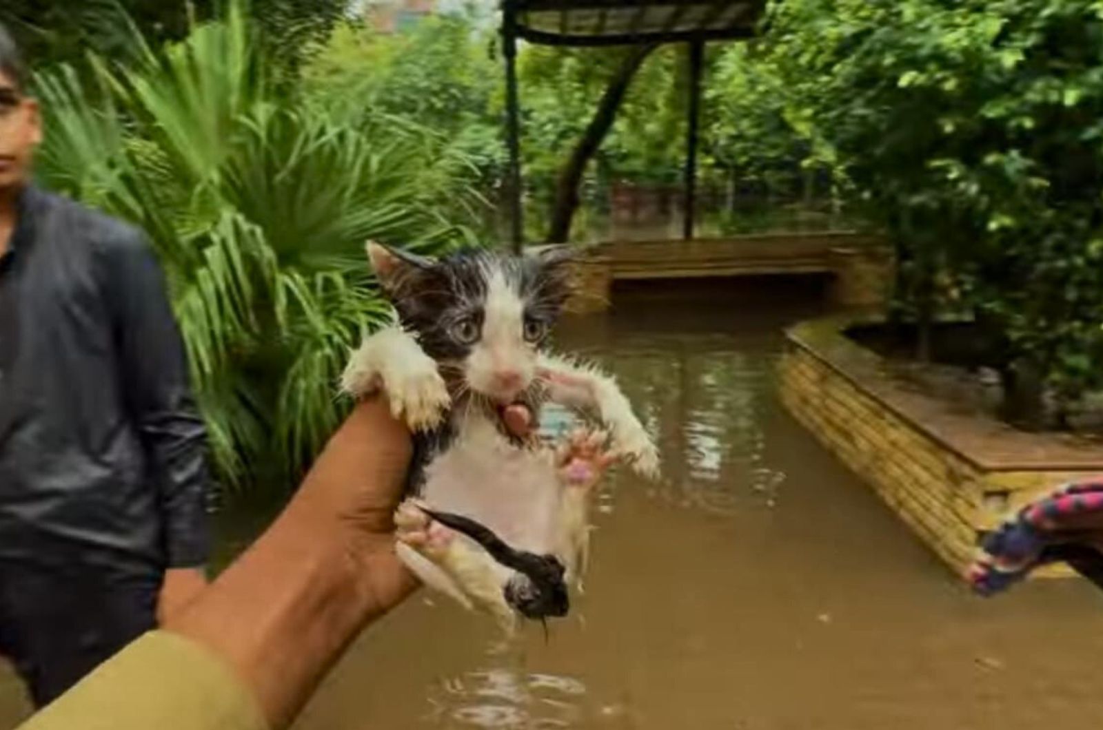 man holding a wet kitten