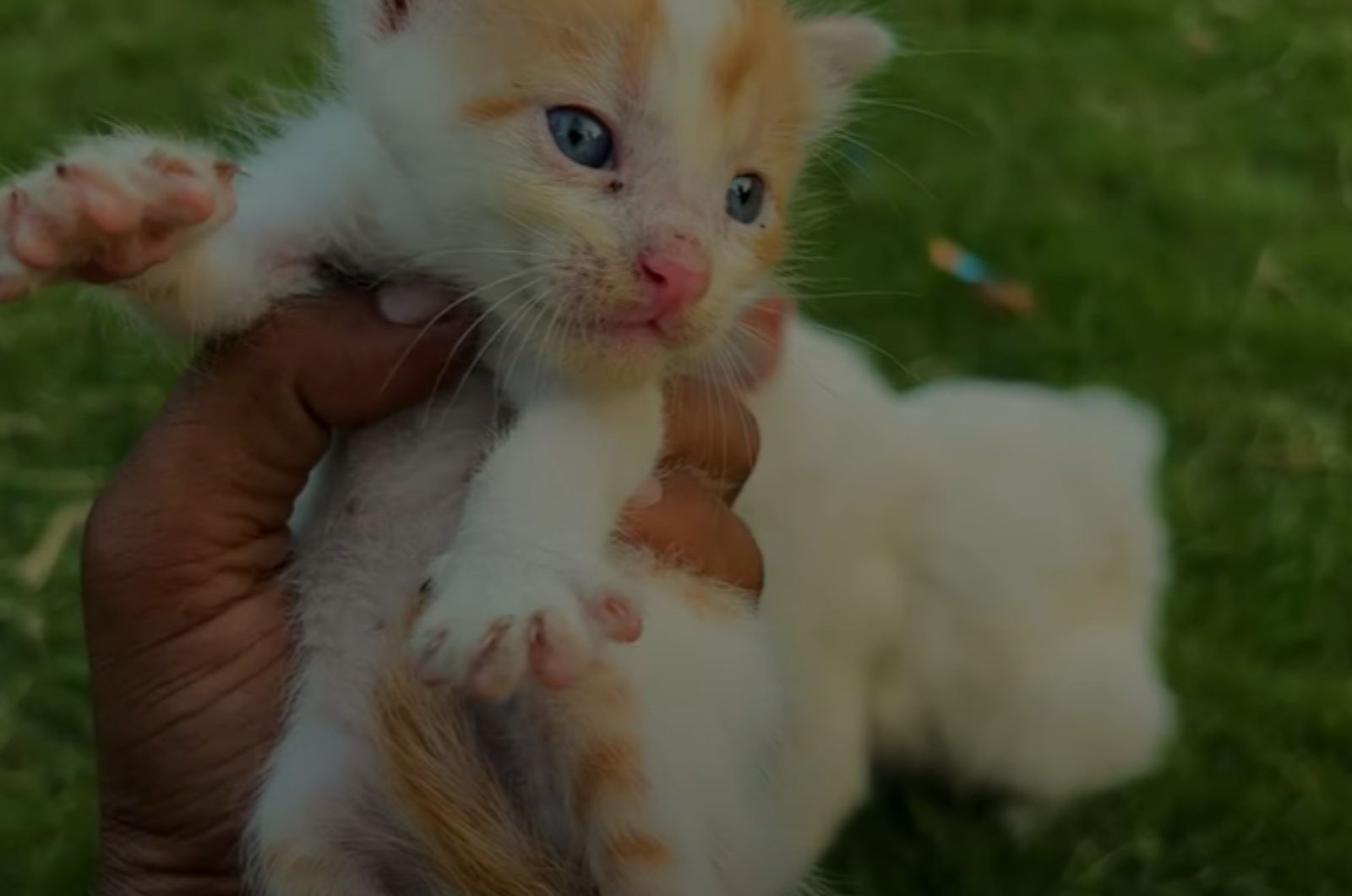 man holding cute kitten in hand