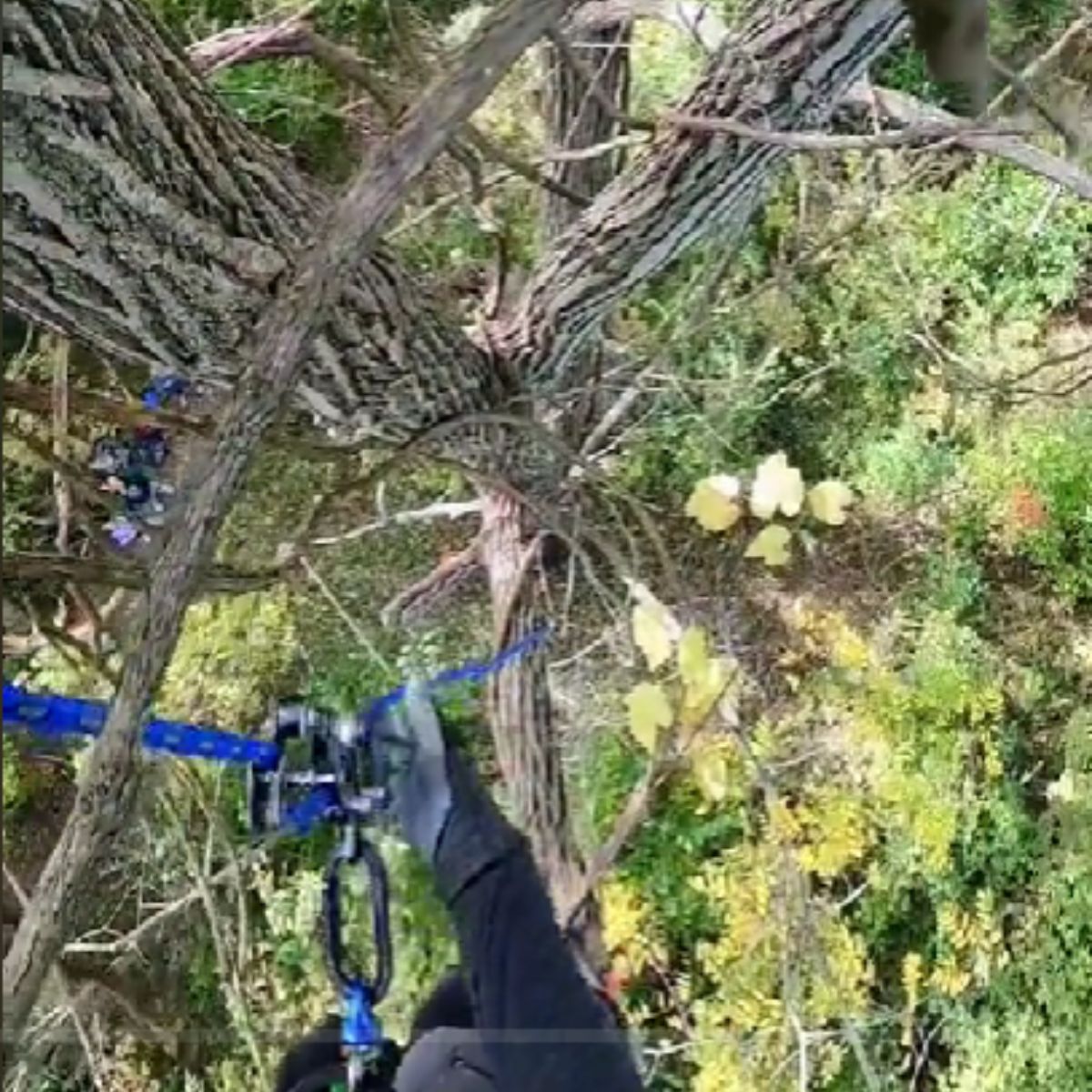 man on a tree