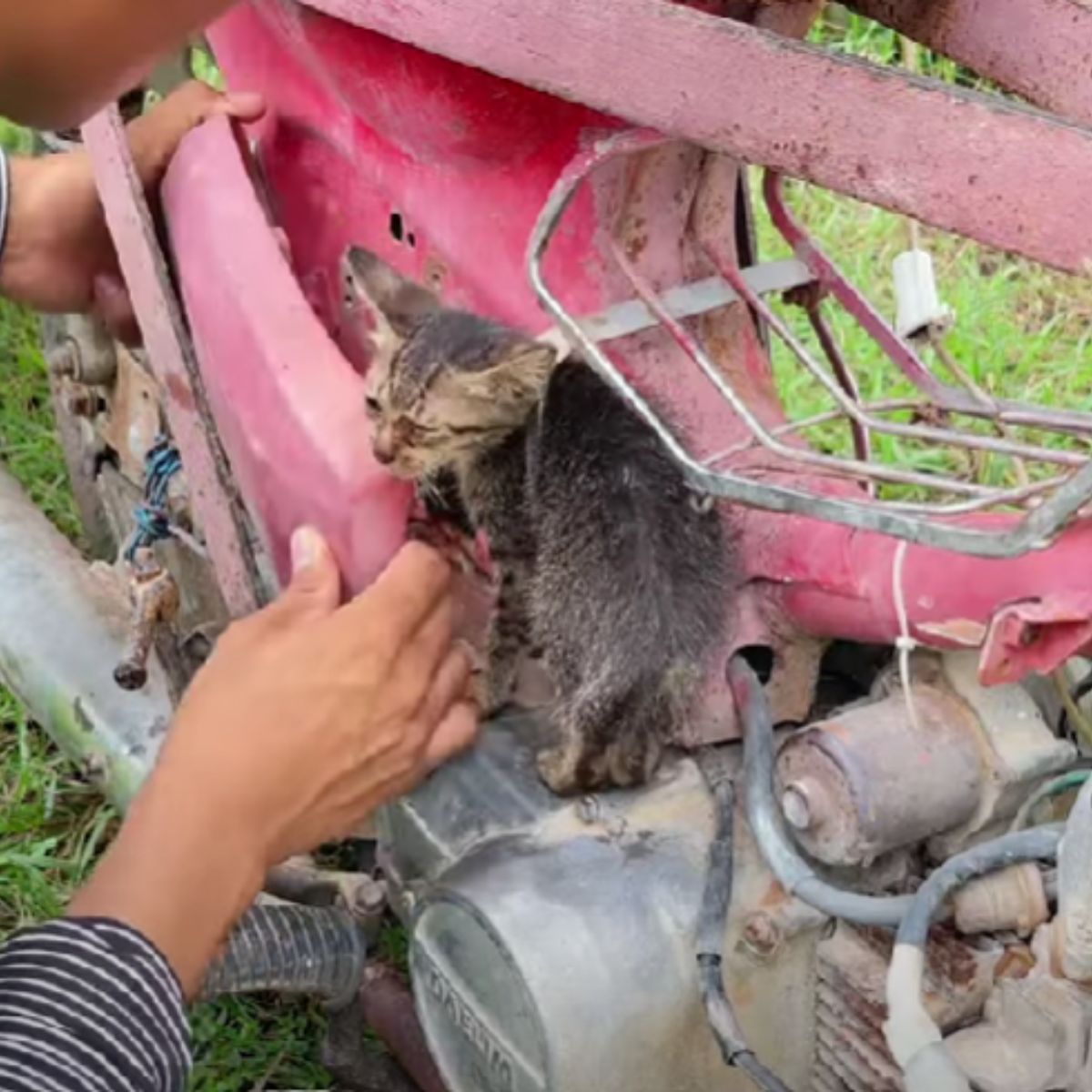 man saving a gray kitten