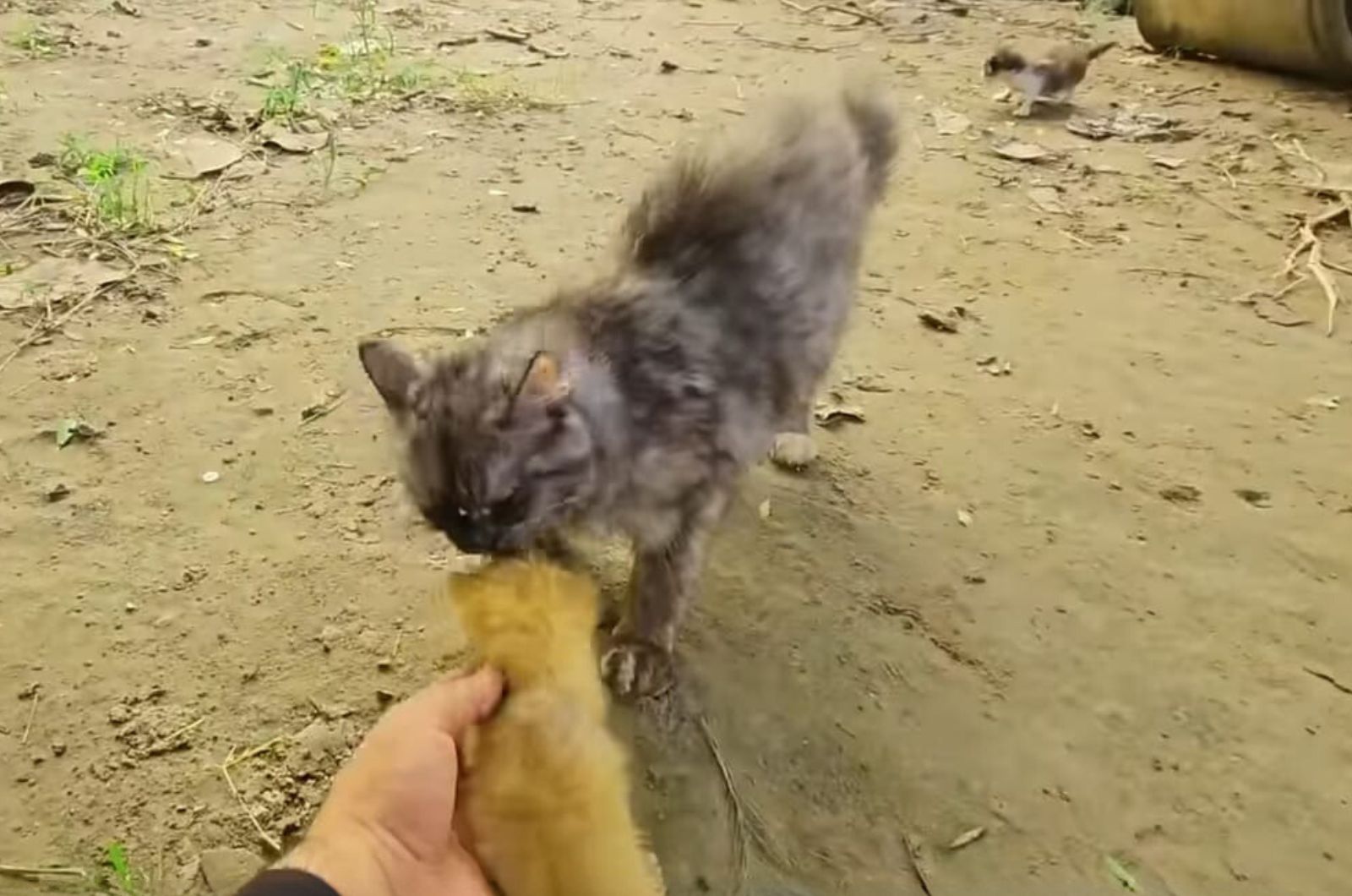 mother cat and kitten