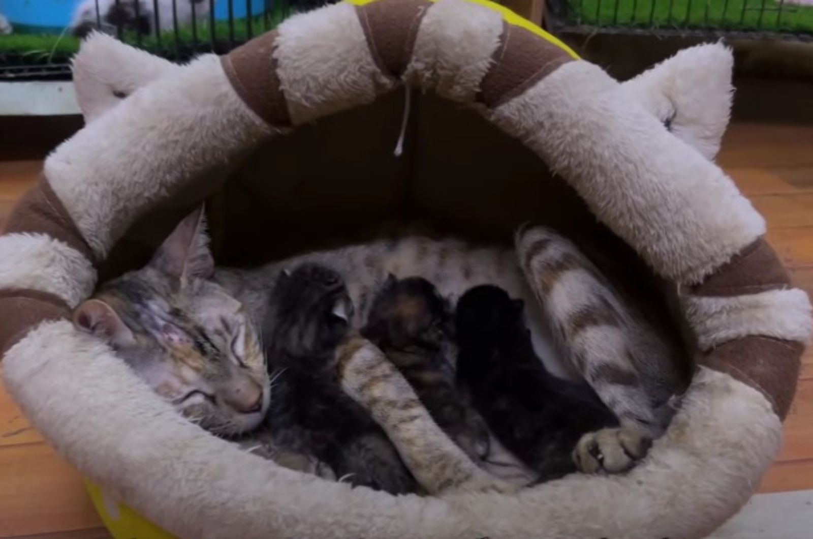 mother cat and kittens laying down