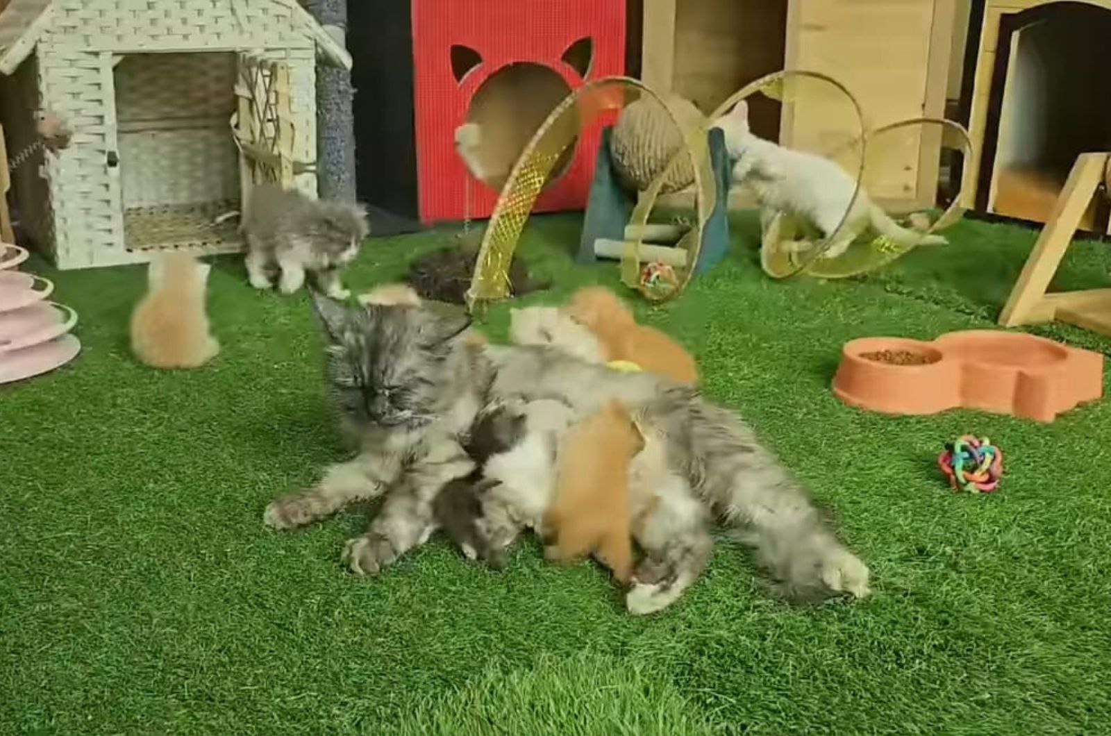 mother cat and many kittens