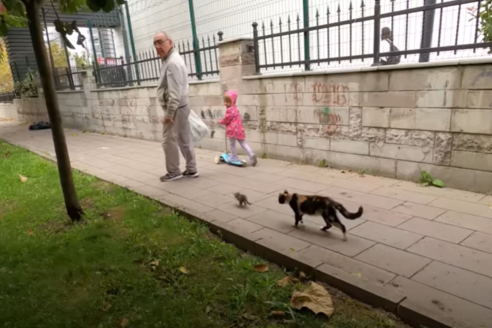 mother cat chasing a kitten