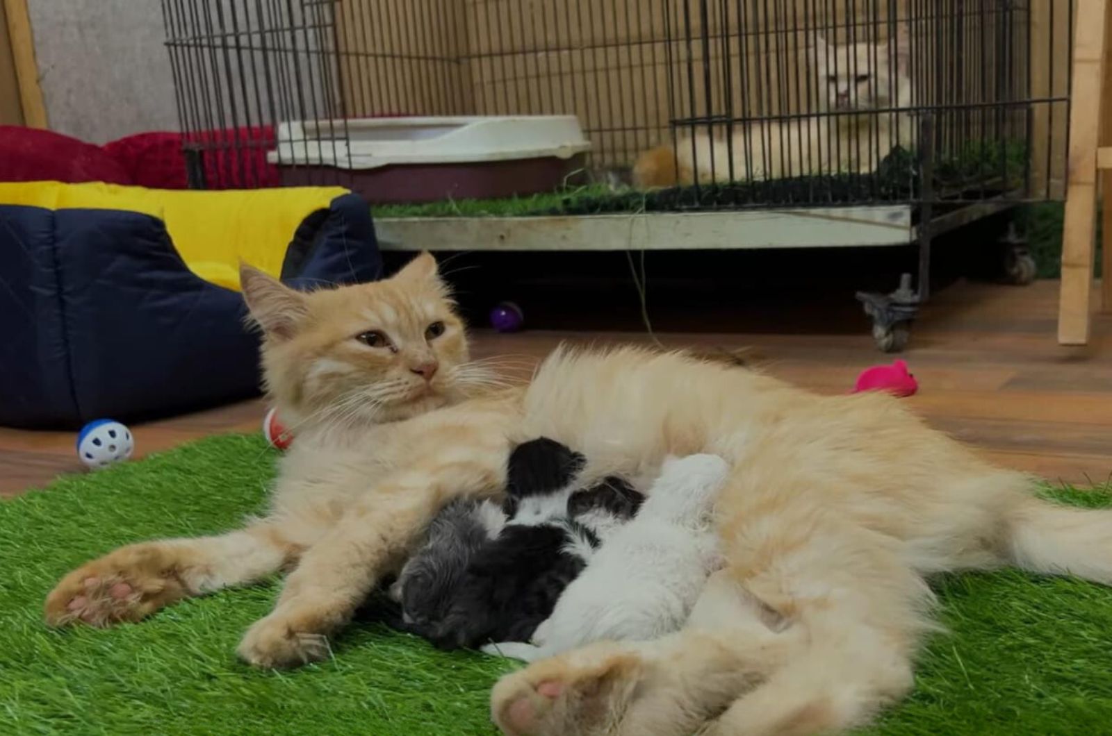 mother cat feeding a kittens