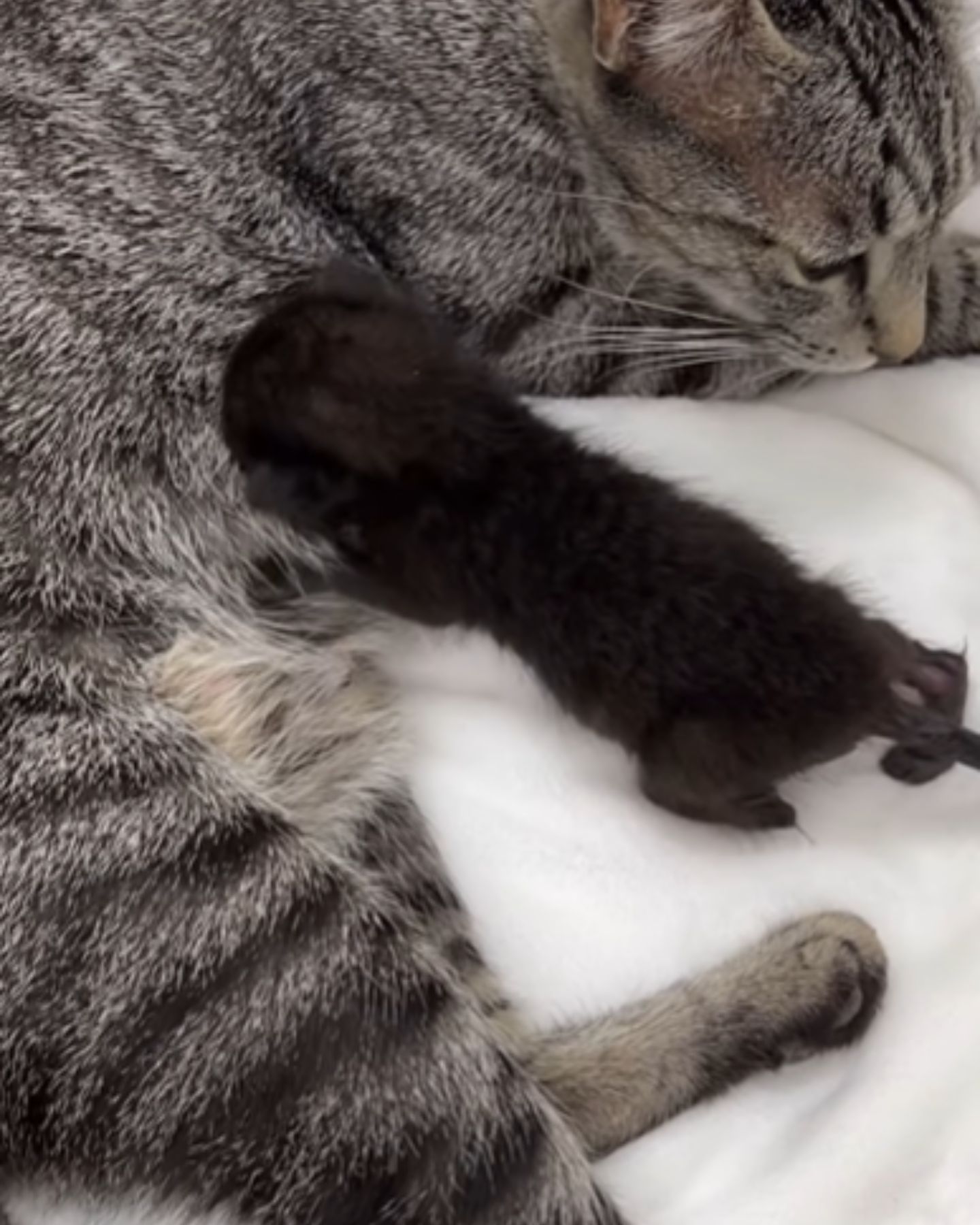 mother cat feeding newborn