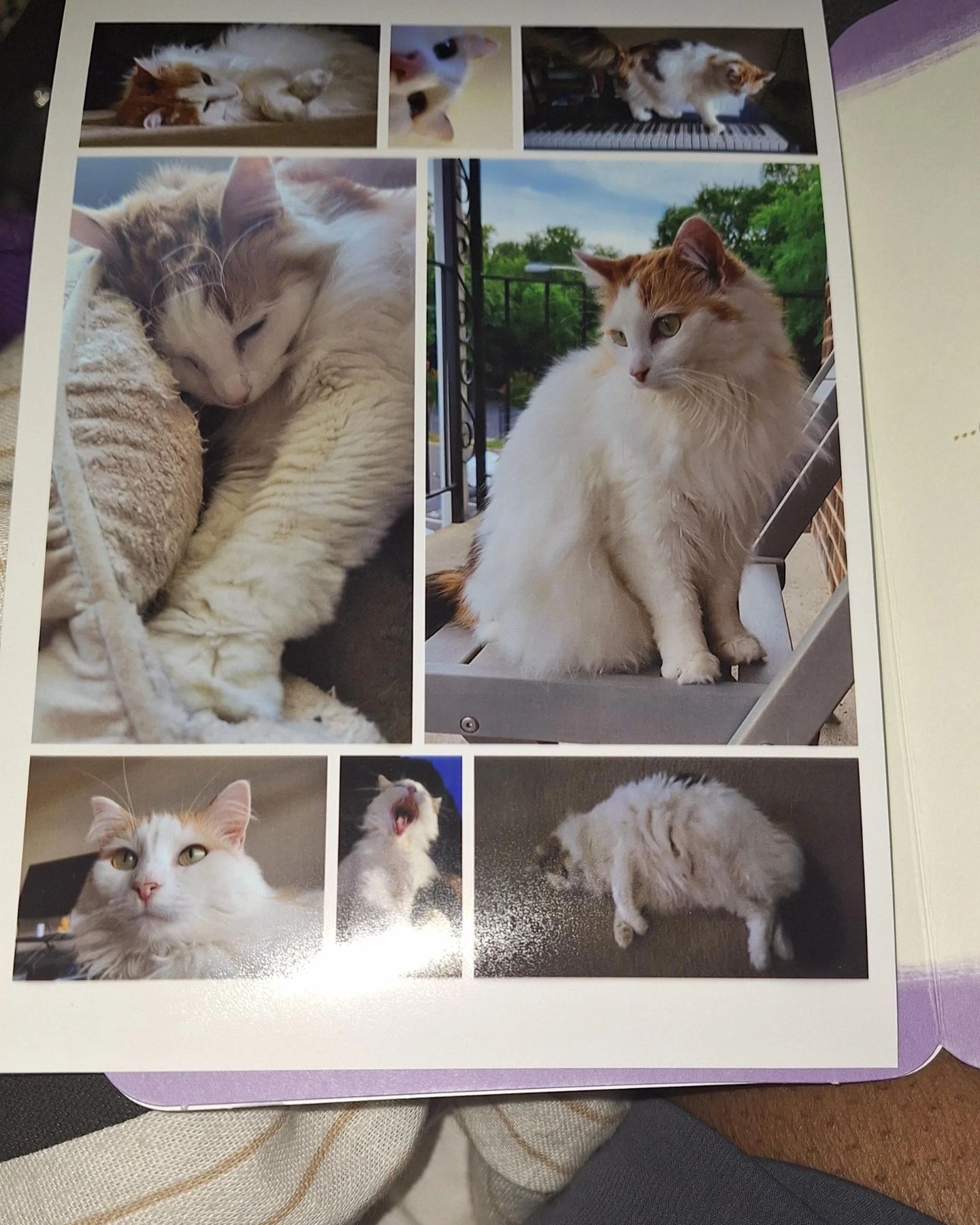 multiple photos of a cat