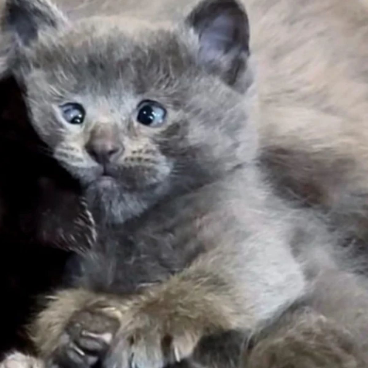 nebelung kitten