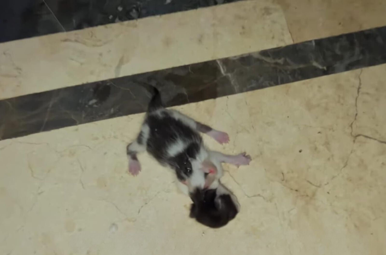 newborn black and white kitten