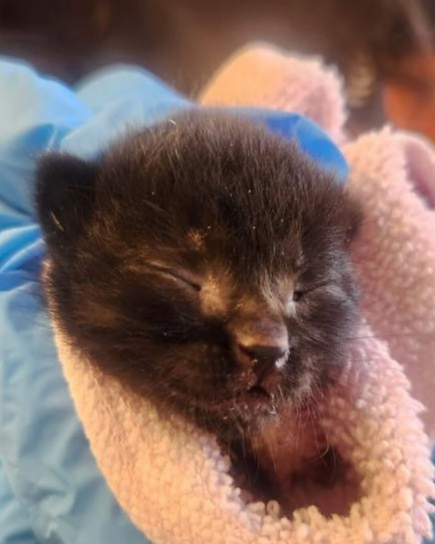 newborn black kitten