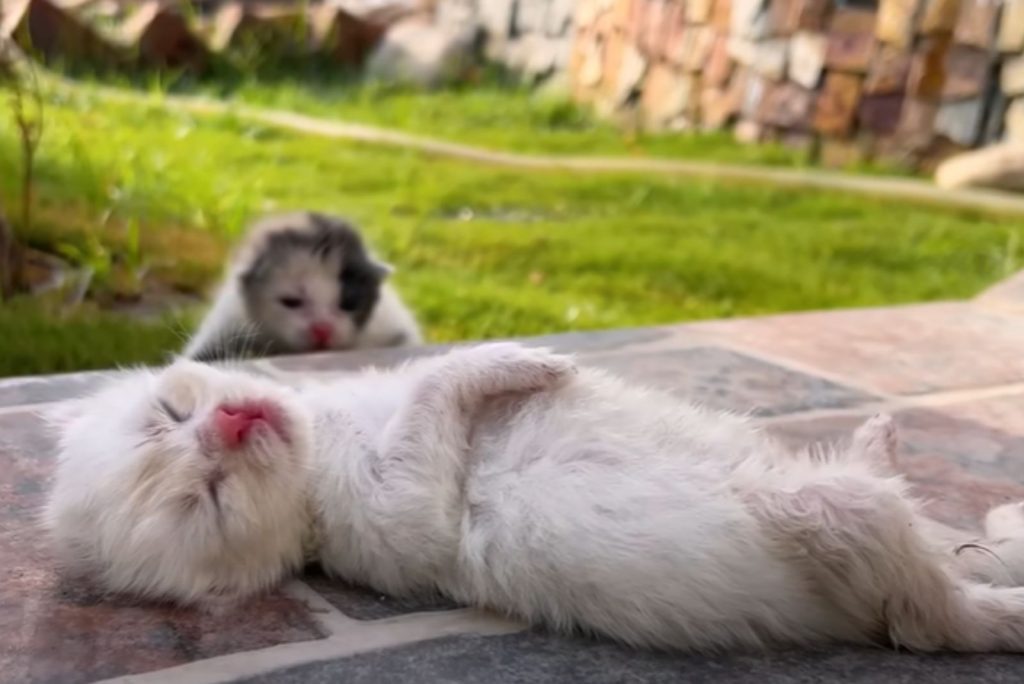 one kitten lies motionless on the pavement