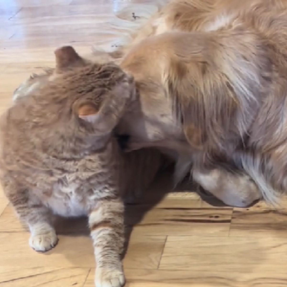 orange cat and a dog