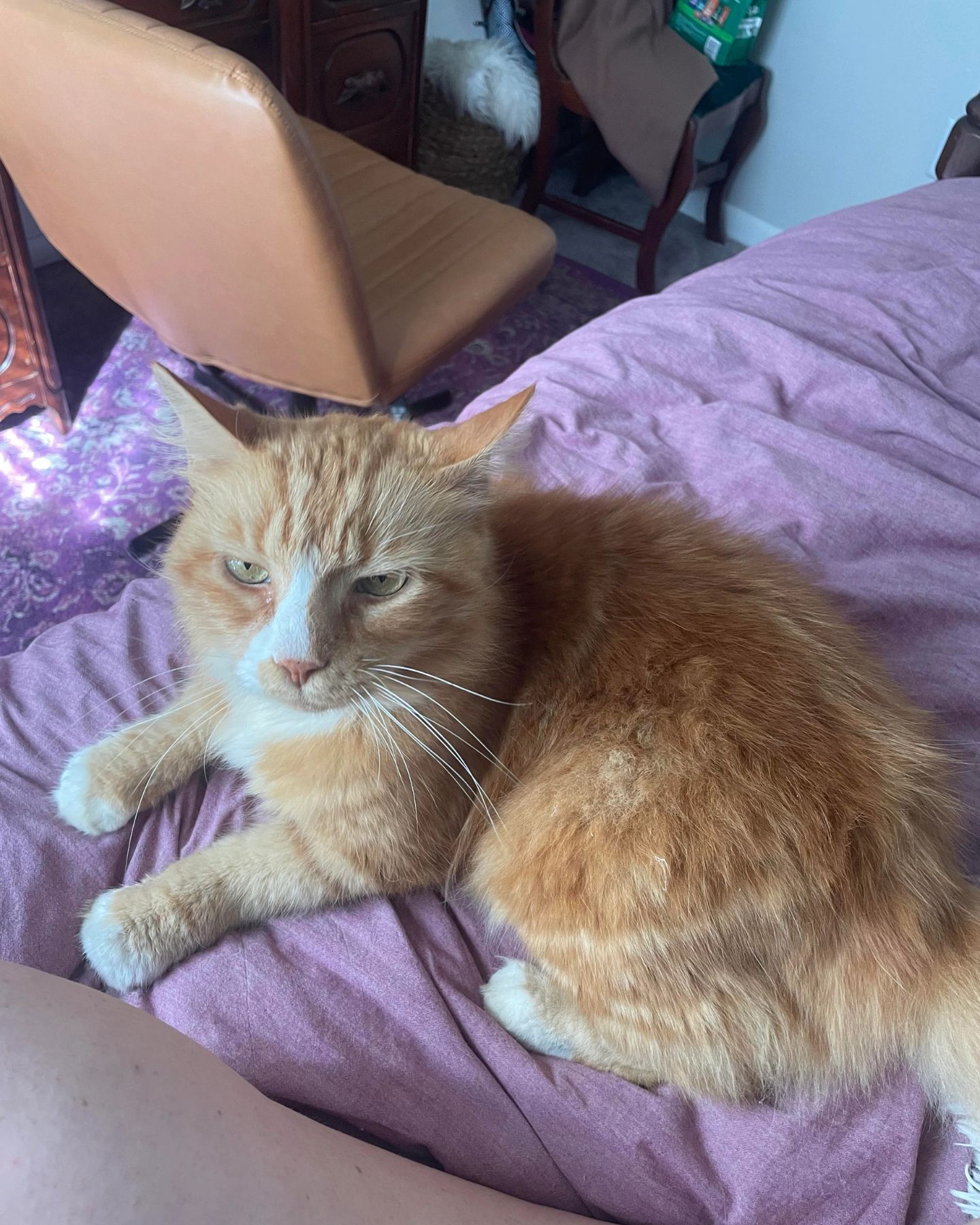 orange cat lying on bed