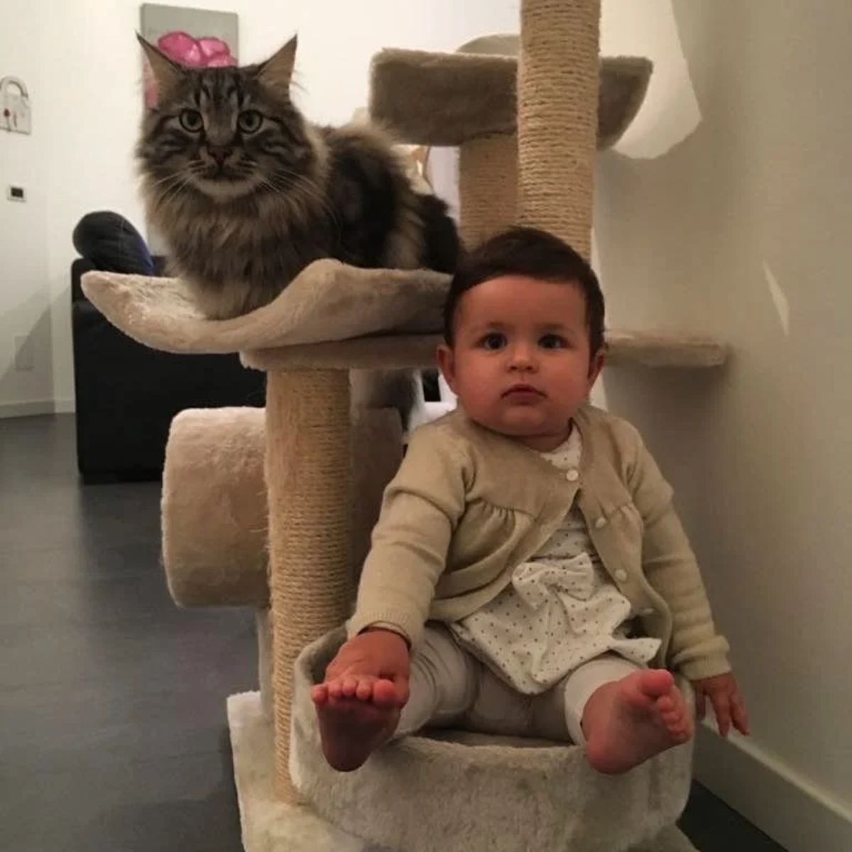 photo of baby and a cat