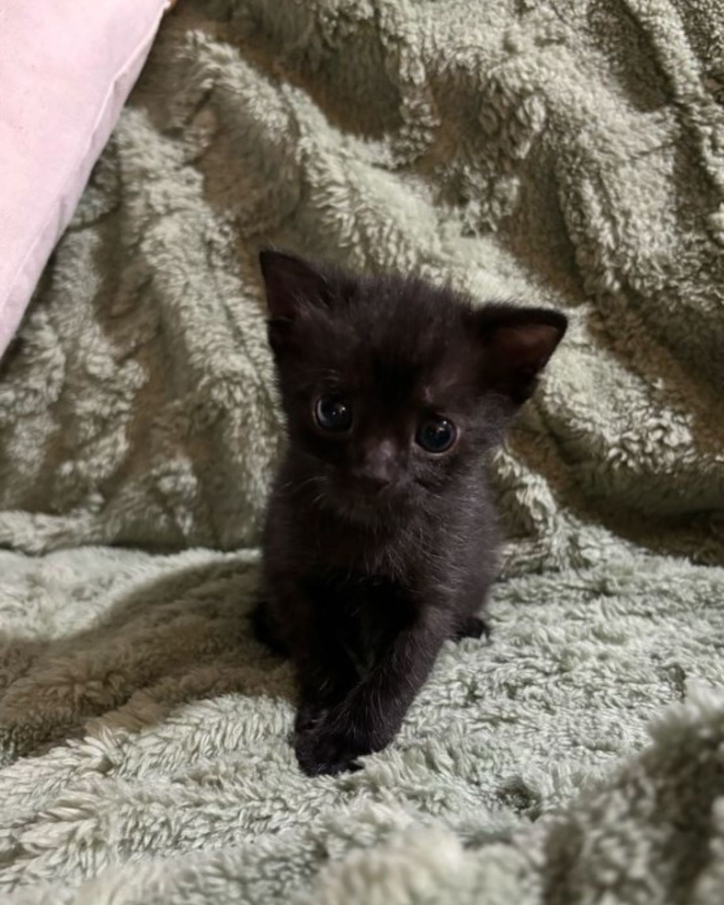 photo of black kitten