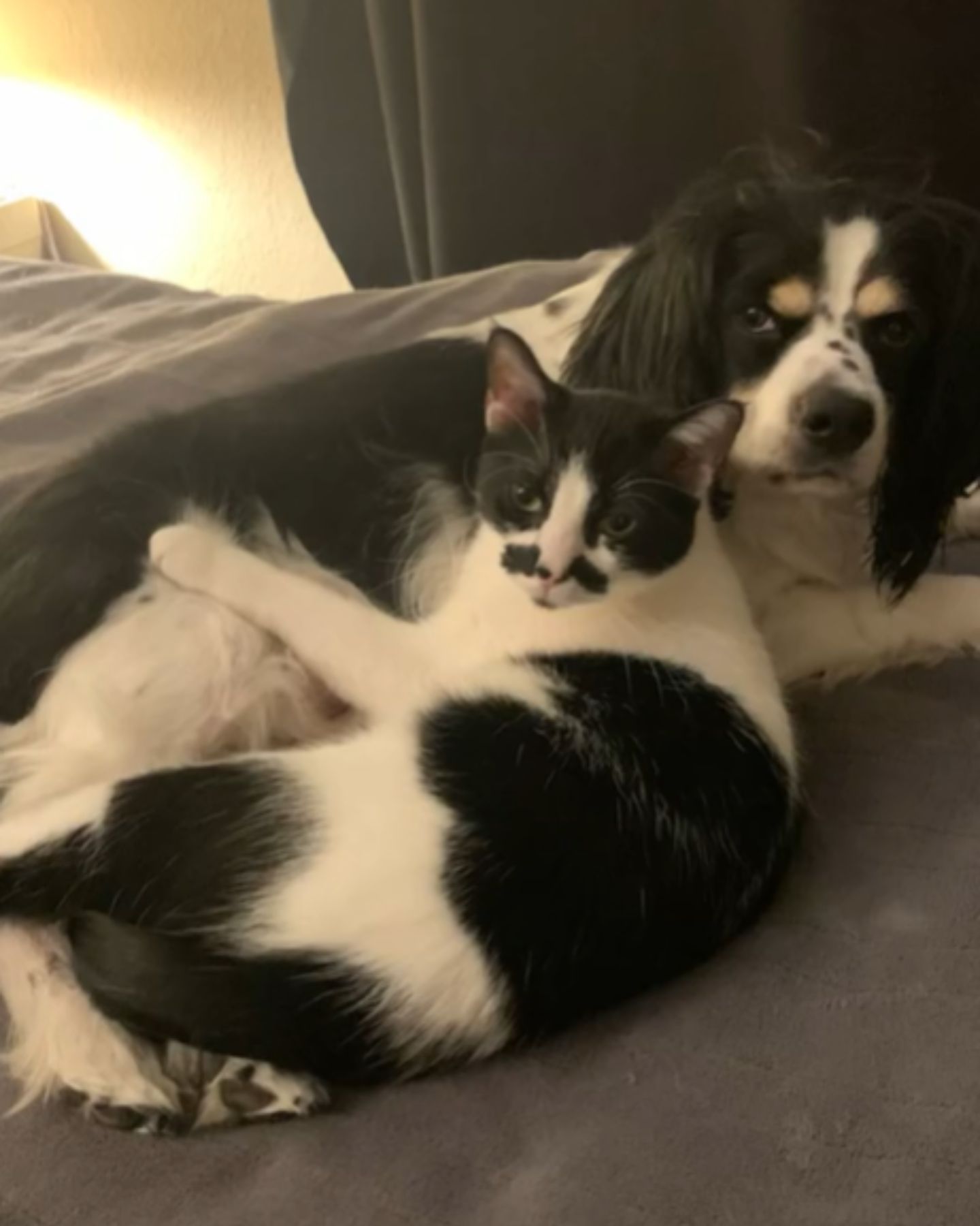 photo of cat and dog