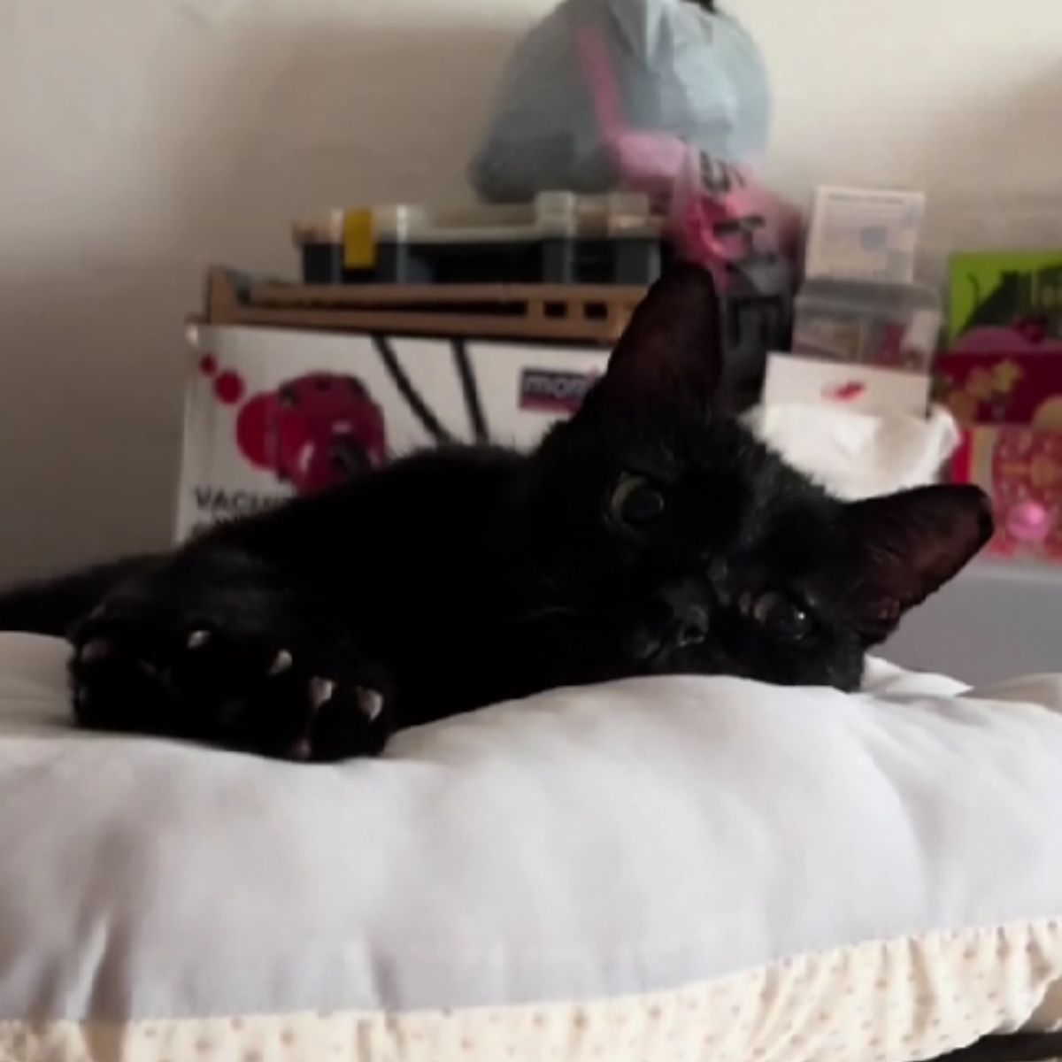 photo of cat lying on bed