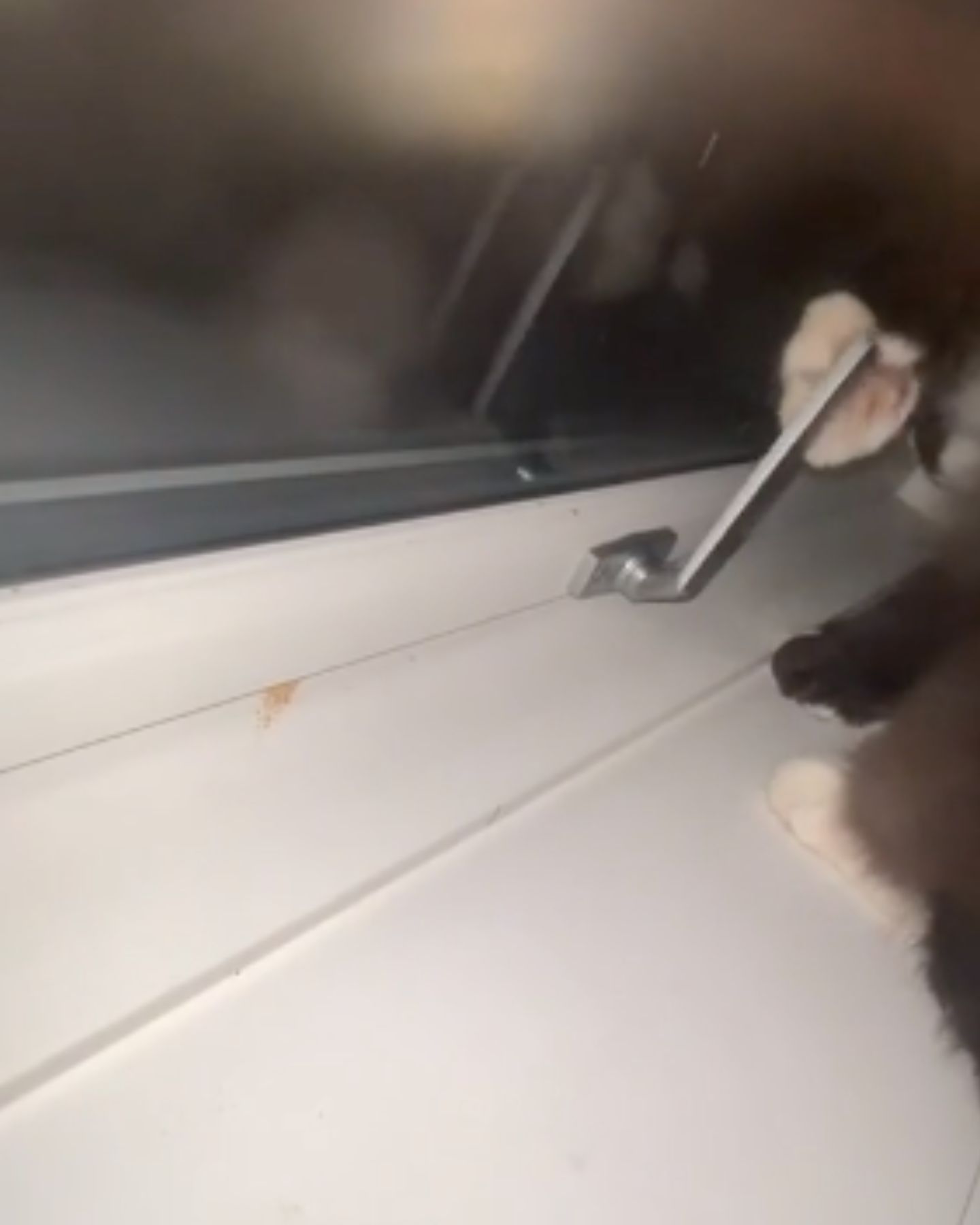 photo of cat opening a window