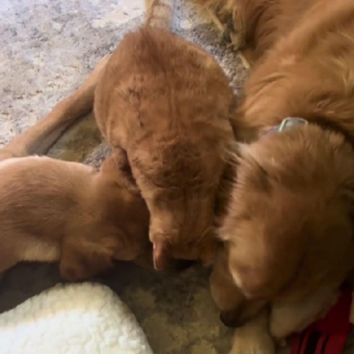 photo of orange cat with two dogs