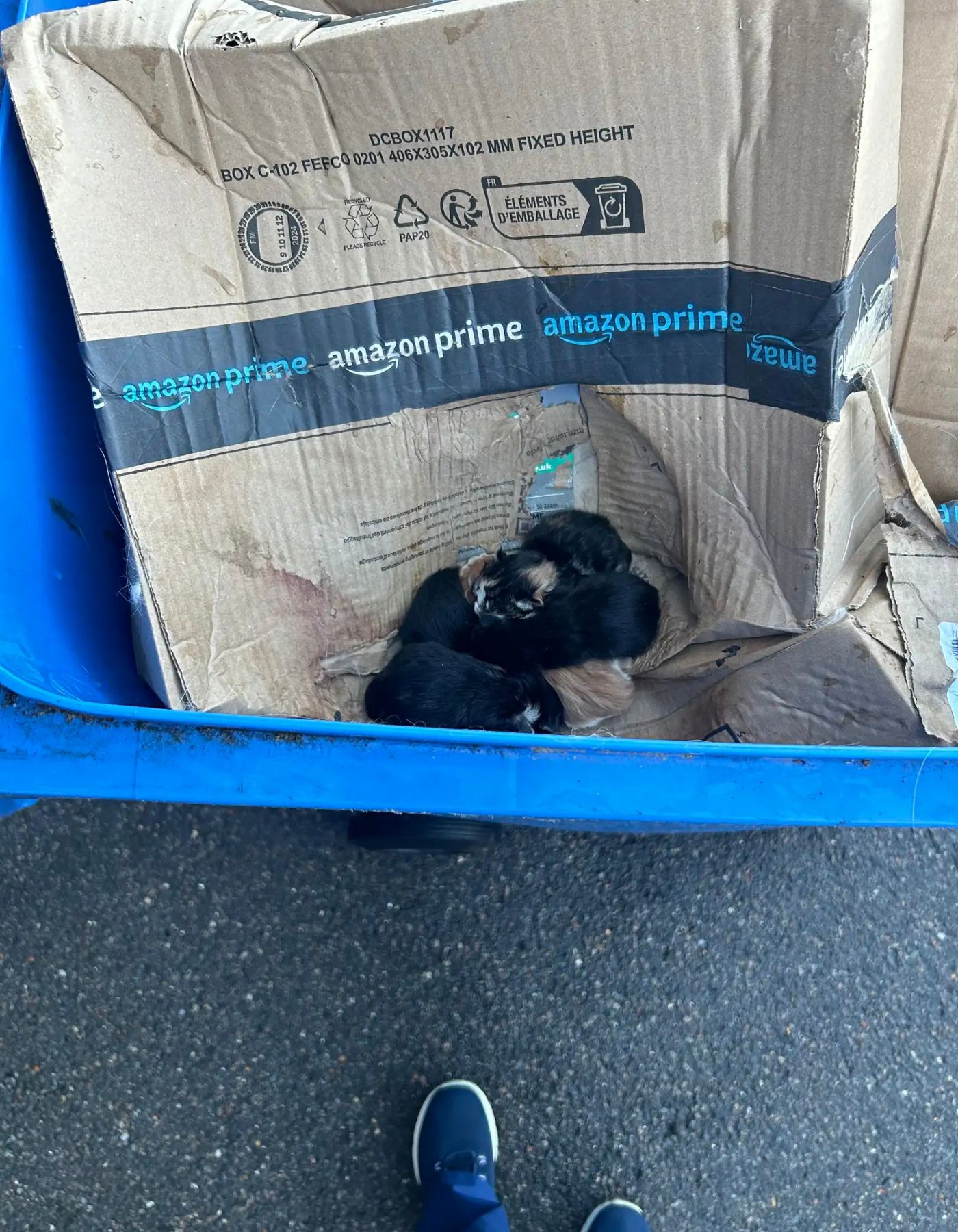 pile of kittens in a bin