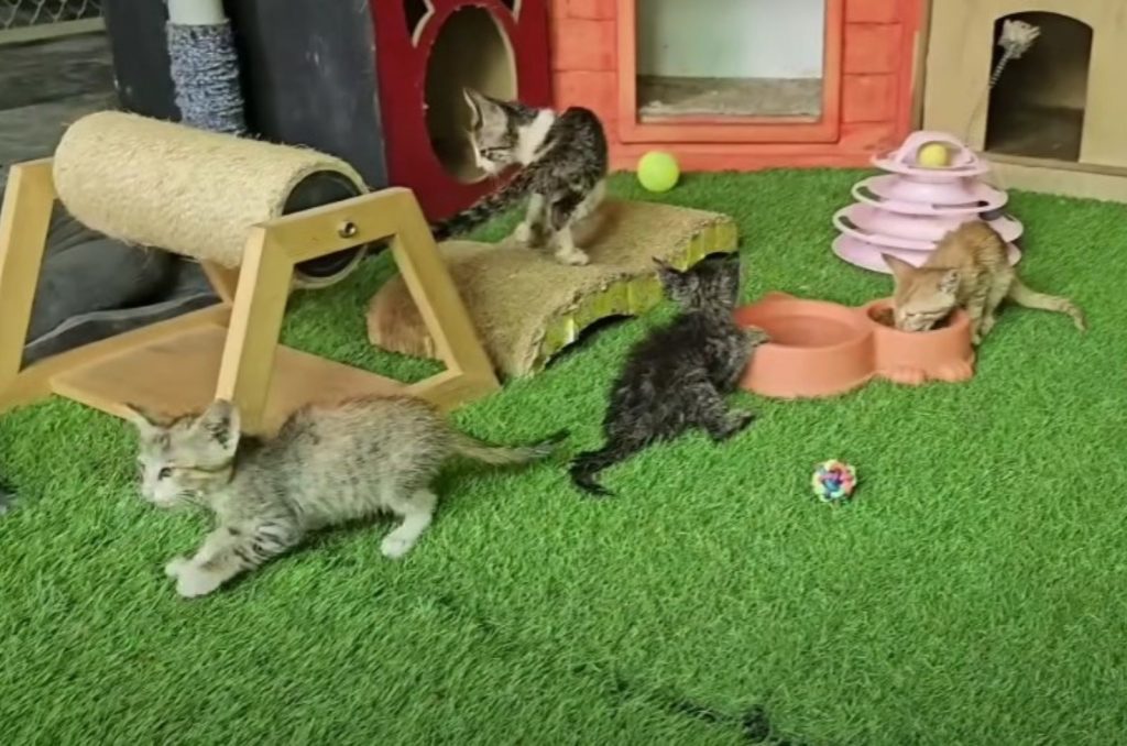 playful kittens