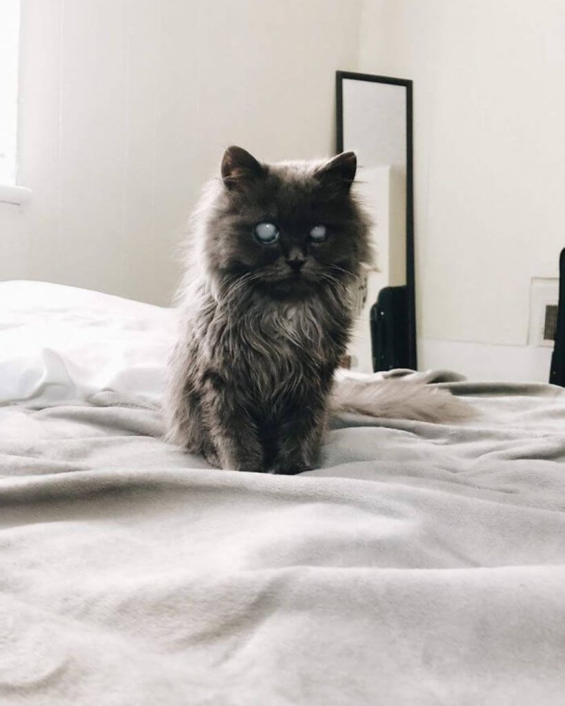 portrait of a Siamese cat on a bed