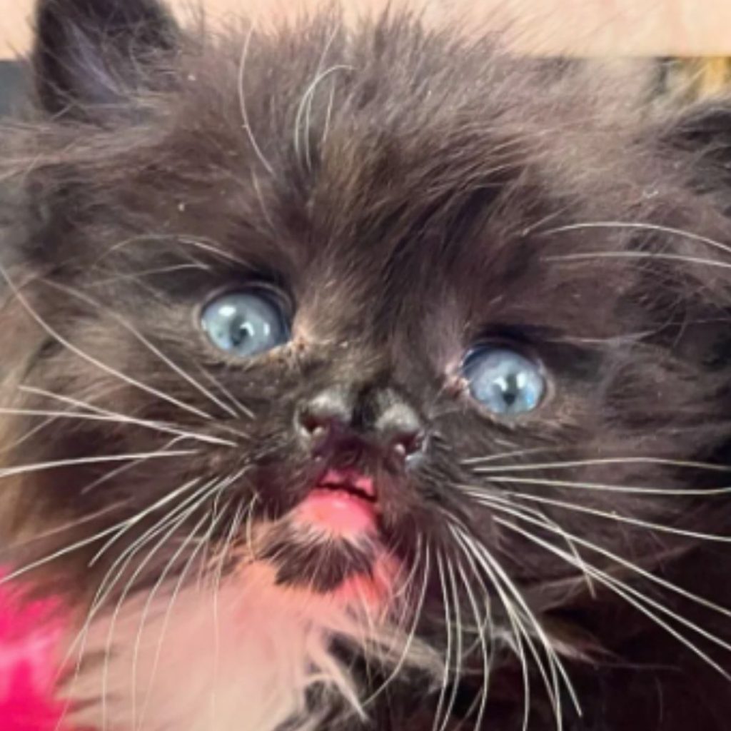 portrait of a black kitten with a strange nose