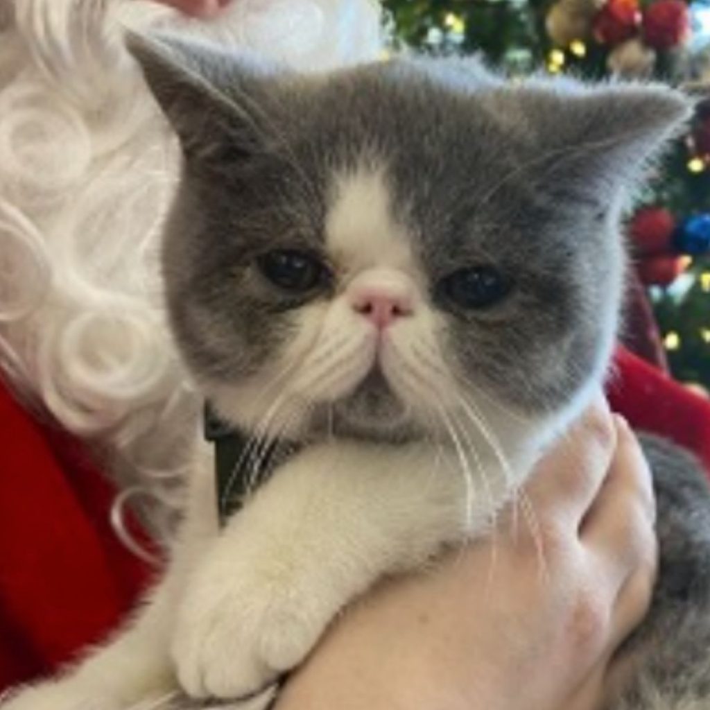 portrait of a gray and white cat