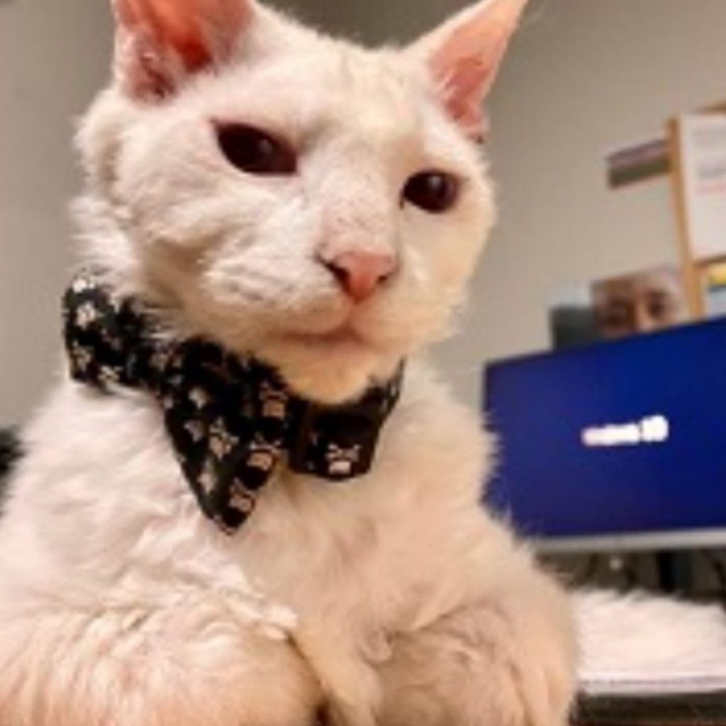 portrait of a white cat with a scarf