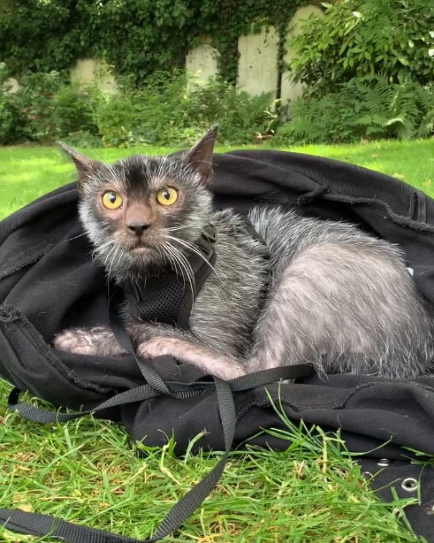 puck the cat lying outdoors