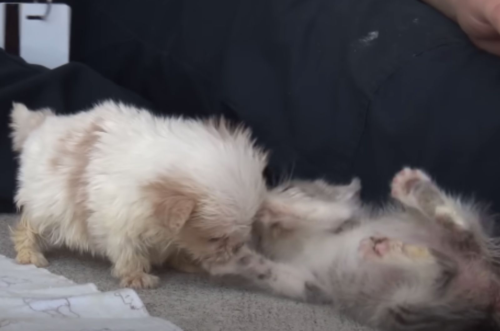 puppy and kitten playing