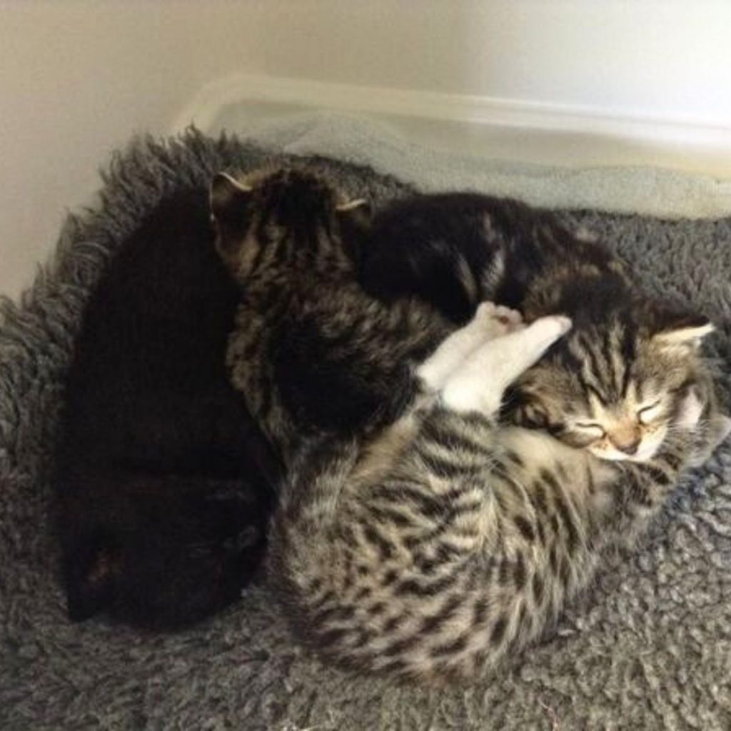 purchased kittens lie down