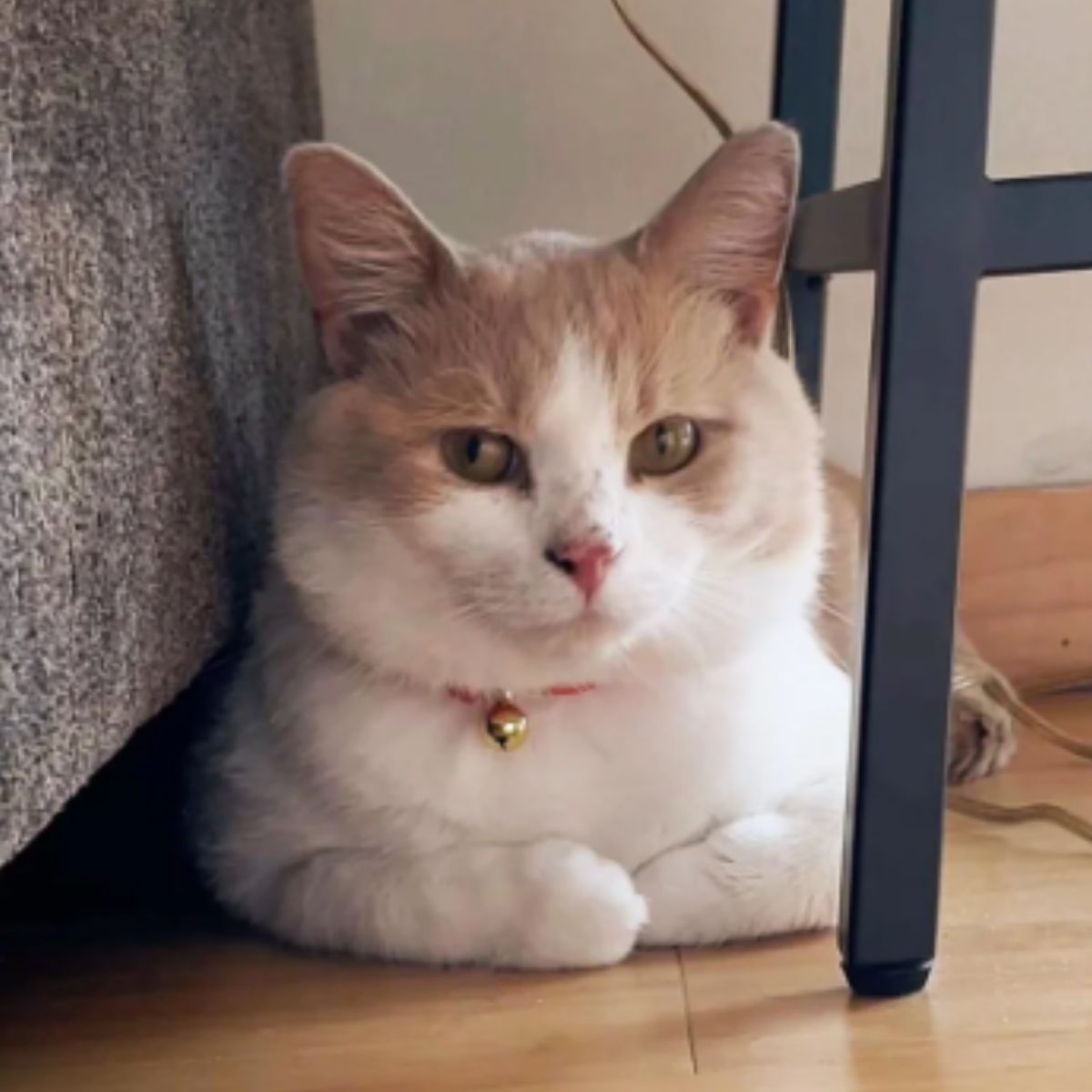 relaxed cat on the floor