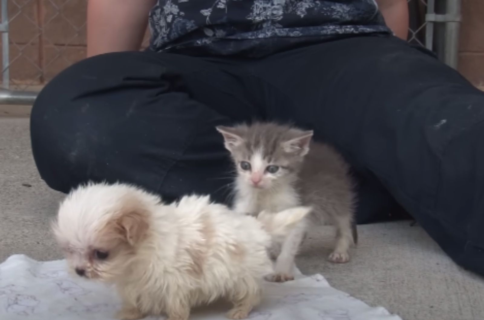 rescued kitten and a puppy