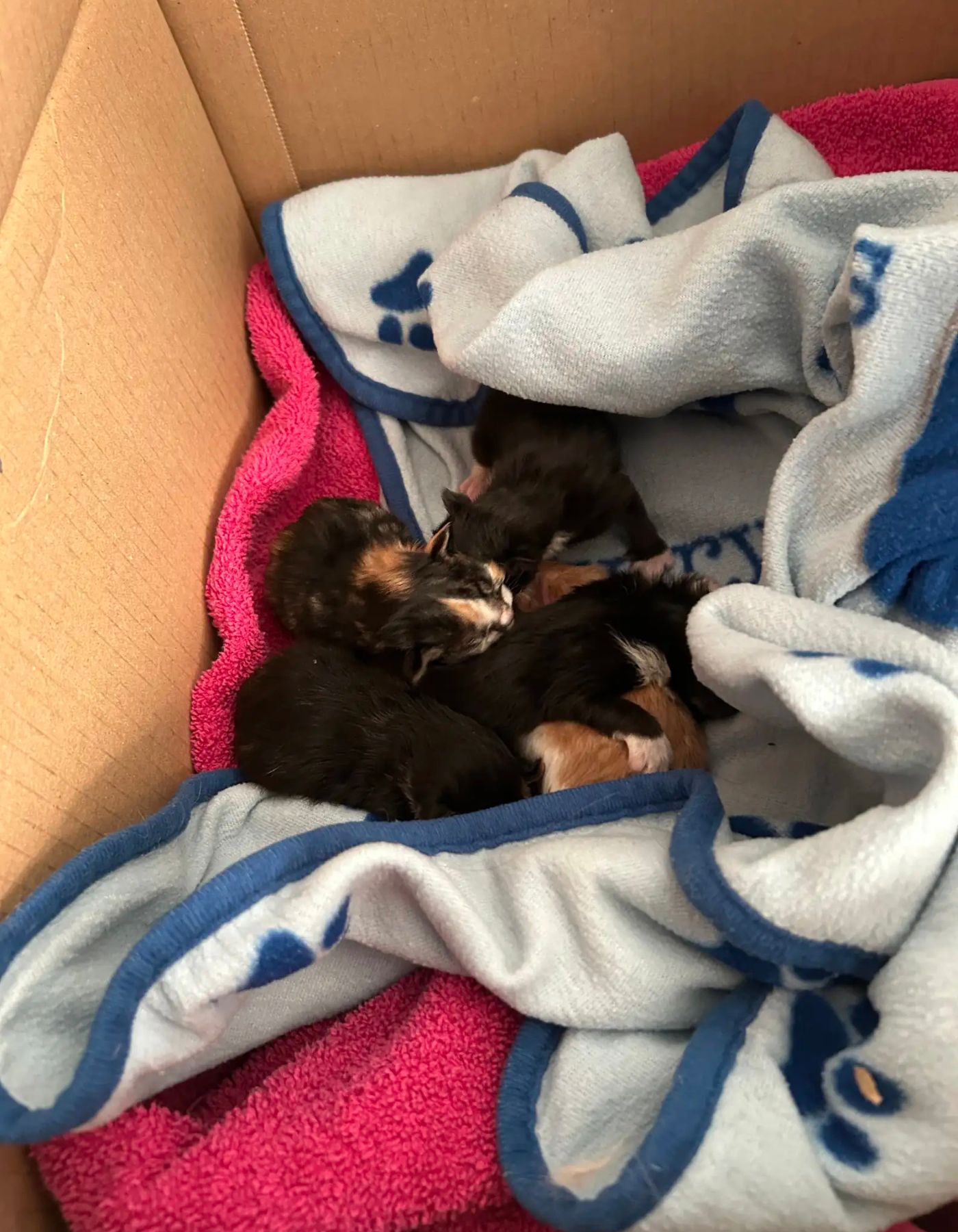 rescued kittens