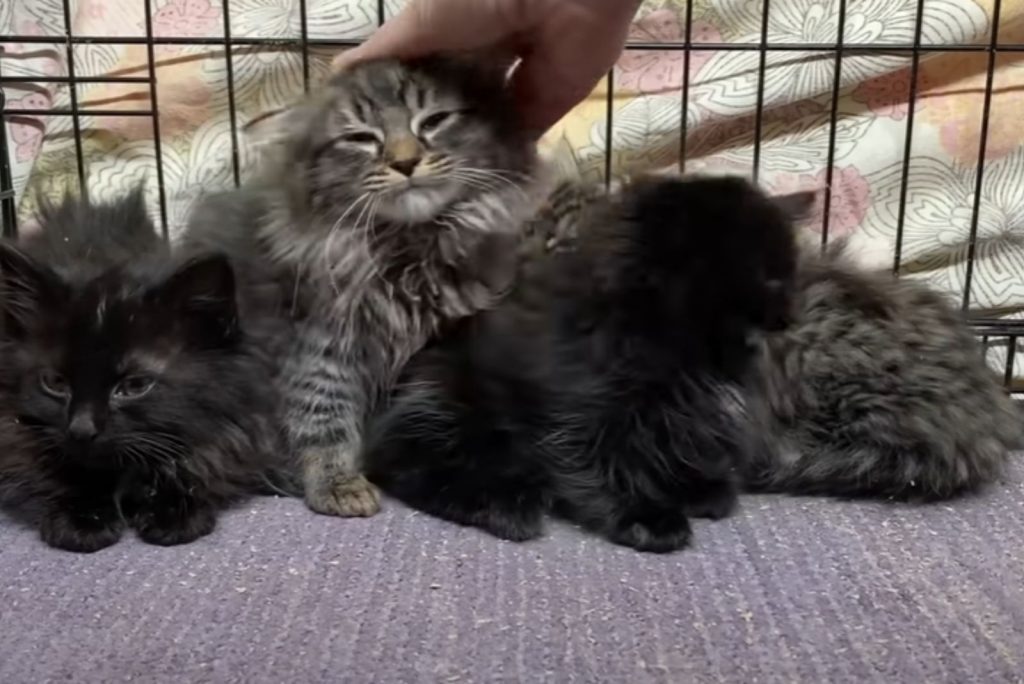 shaggy kittens are sitting in a cage