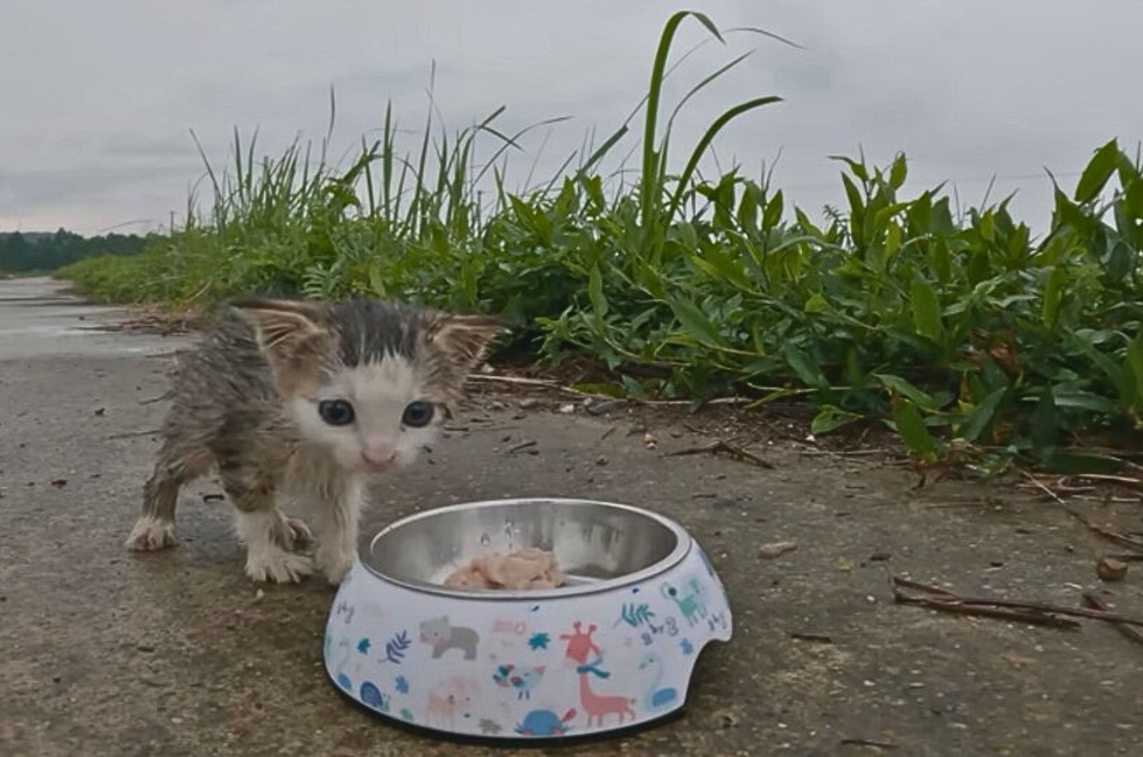 stray kitten and food