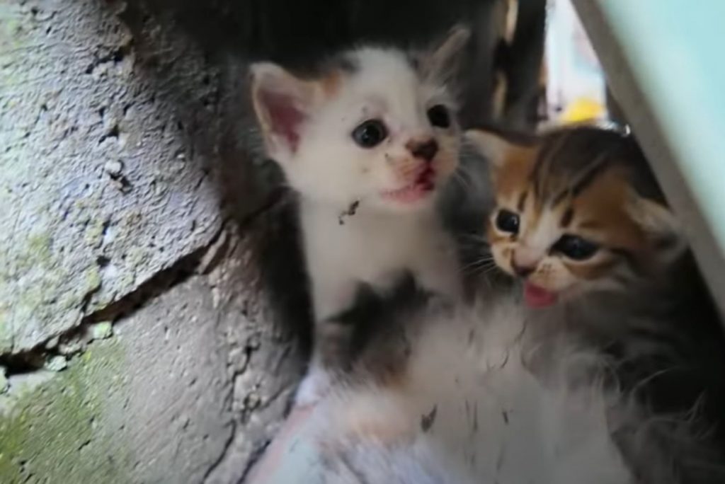 stuck kittens