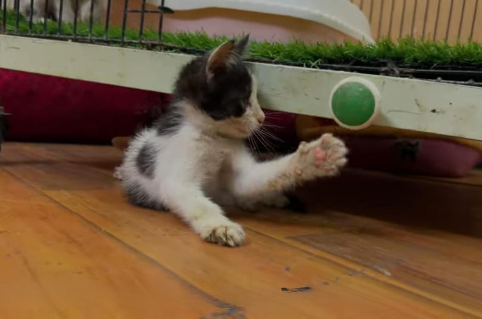 sweet black and white kitten