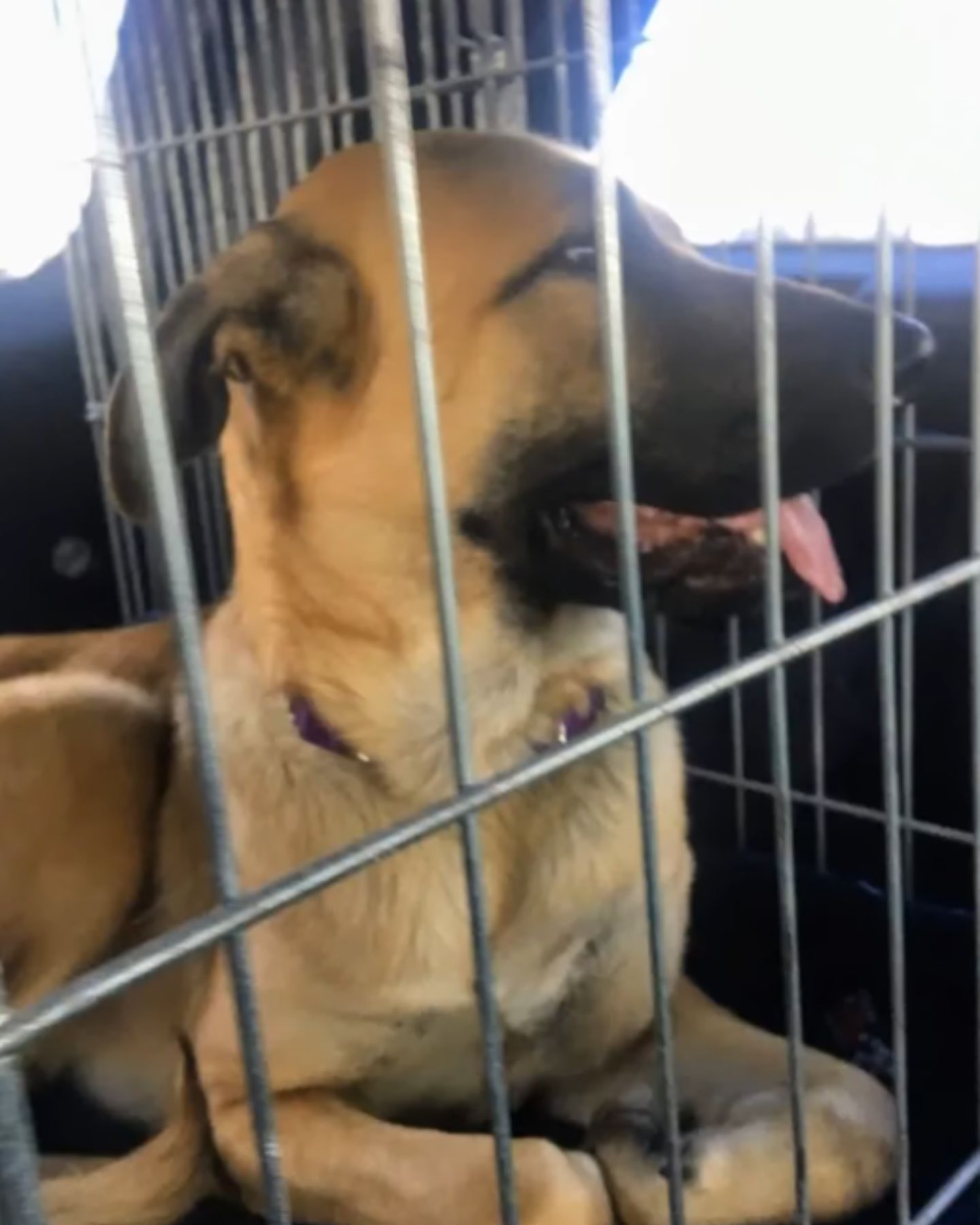 sweet dog in a crate