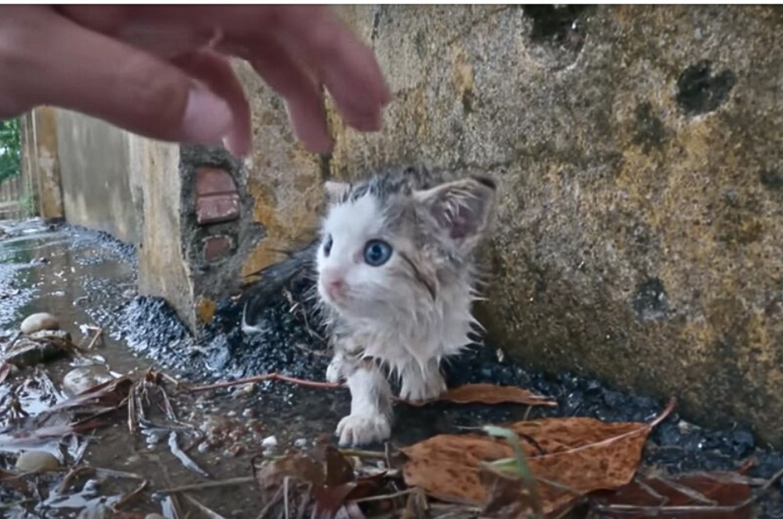 sweet kitten with blue eyes