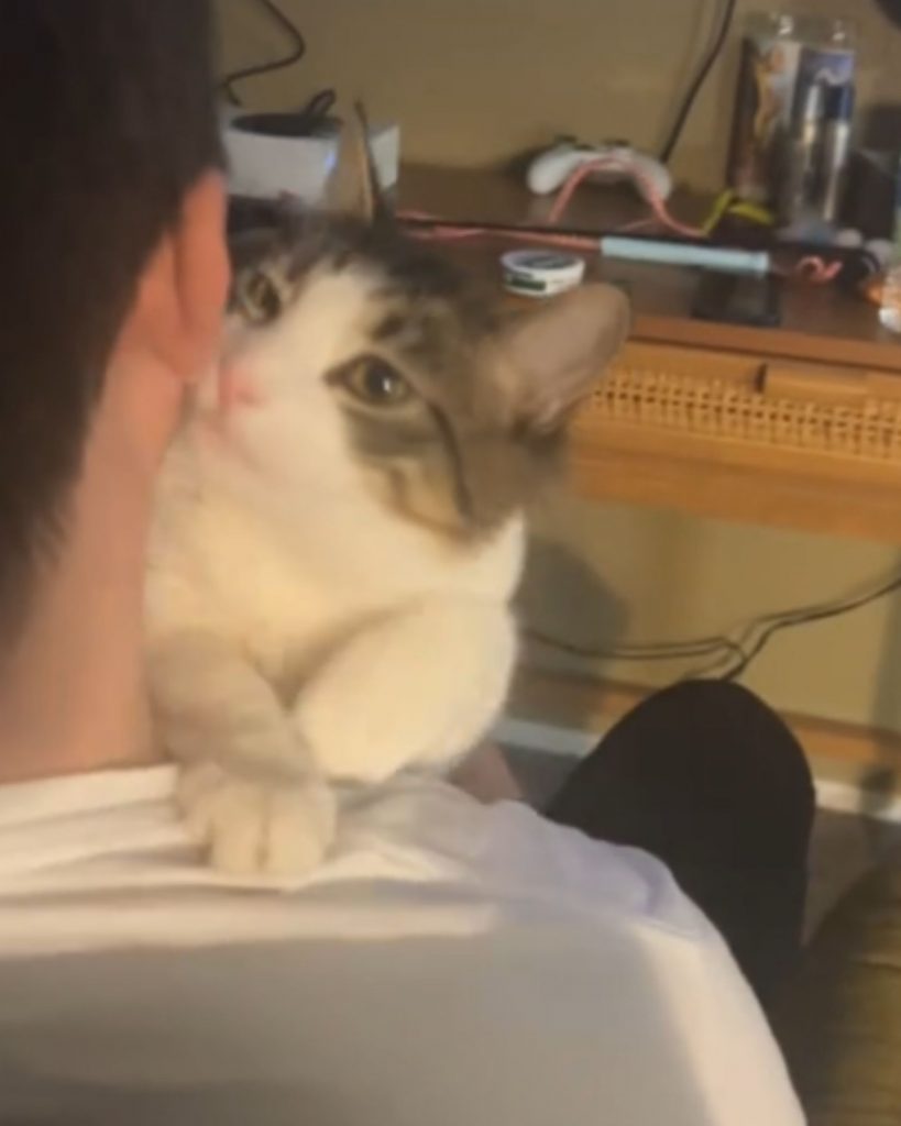 the cat caresses the man