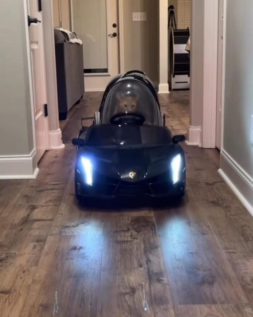 the cat enjoys driving the car around the house